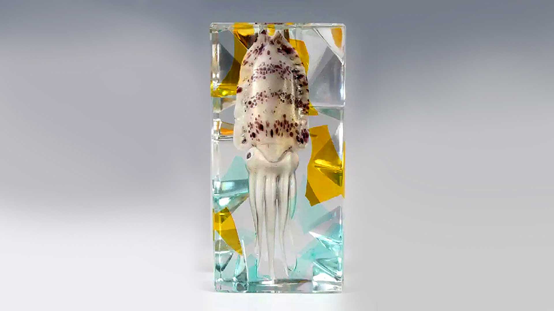 Pino Signoretto - Squid Speciment