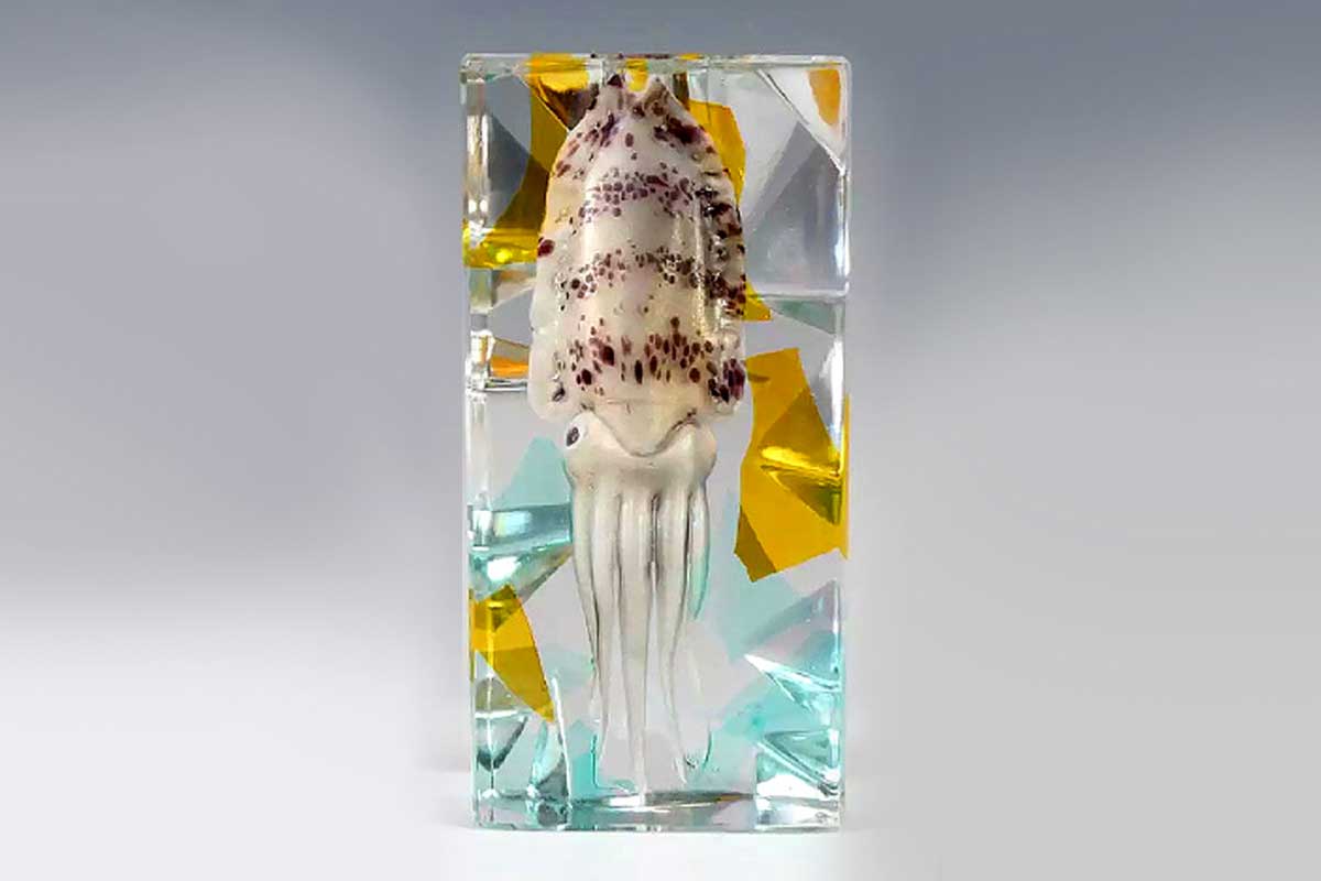 Pino Signoretto - Esemplare di Calamaro